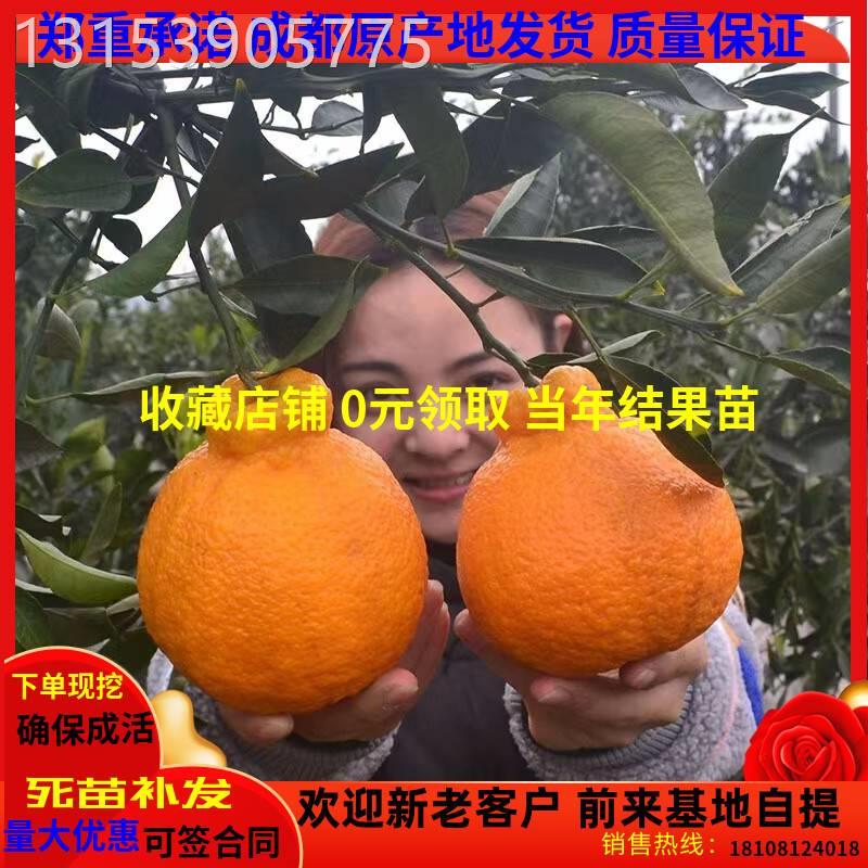 四川春见柑桔最新价格(四川春见柑橘最新价格)