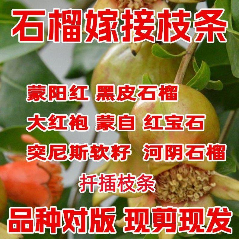 石榴扦插枝条嫁接果树苗无籽突尼斯软籽石榴苗接穗石榴树鲜扦插条