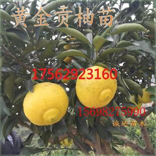 湖南果苗黄金贡柚苗春香苗柑橘柚子桔柚苗嫁接新品种果树苗