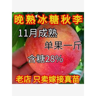 特大晚熟李子苗嫁接果树苗盆栽地载四季水果苗南北方耐寒种植新品