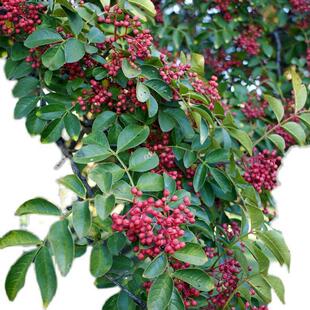 花椒苗树果树果苗南北方种植地栽嫁接无刺大红袍当年结果花椒树苗