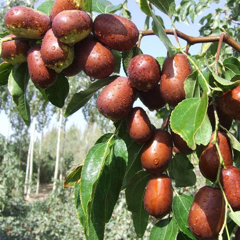 新疆和田枣树苗嫁接苗果树苗特大北南方种植地栽当年结果盆栽冬枣