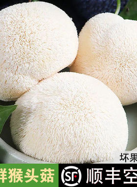 【顺丰包邮】新鲜猴头菇蘑菇养胃煲汤养生精选火锅食材食用菌猴菇