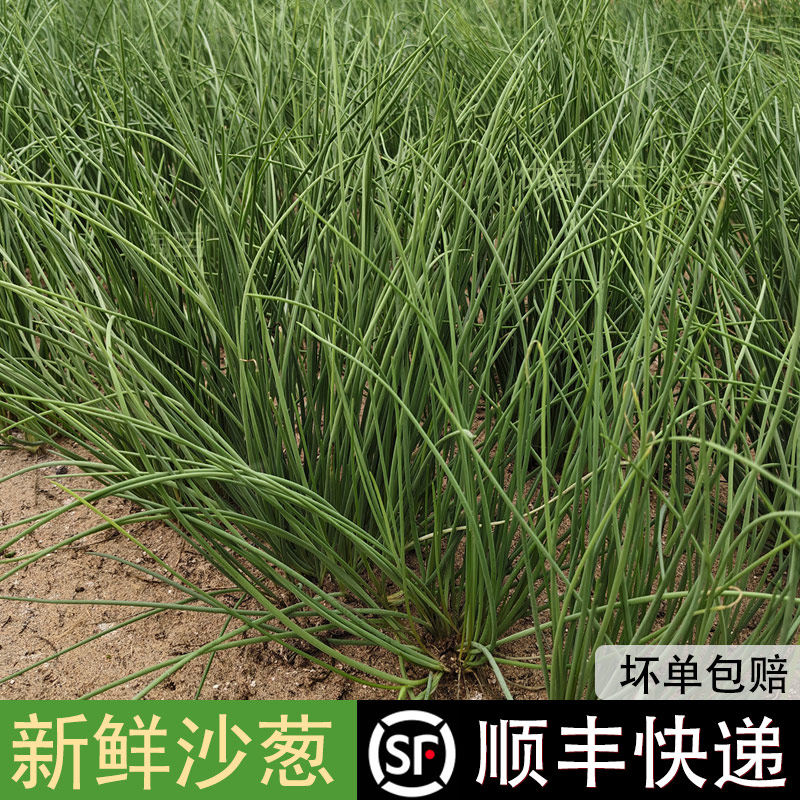 【顺丰包邮】新鲜沙葱甘肃特产沙葱类