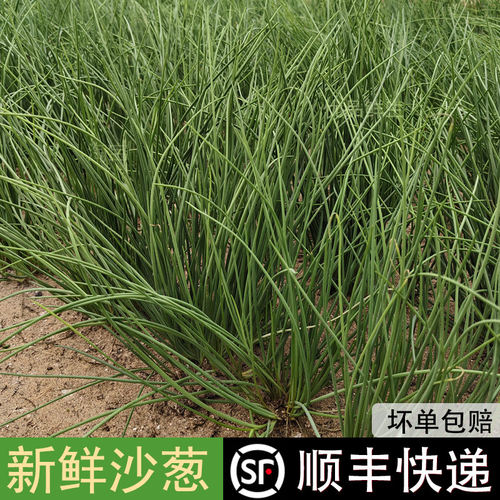【顺丰包邮】新鲜沙葱甘肃特产沙葱酒店饭店食材西北特色蔬菜沙葱