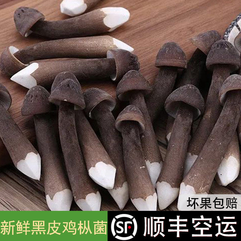 【顺丰包邮】新鲜黑皮鸡枞菌鸡枞菇荔枝菌鸡棕菇长根蘑菇食用菌菇