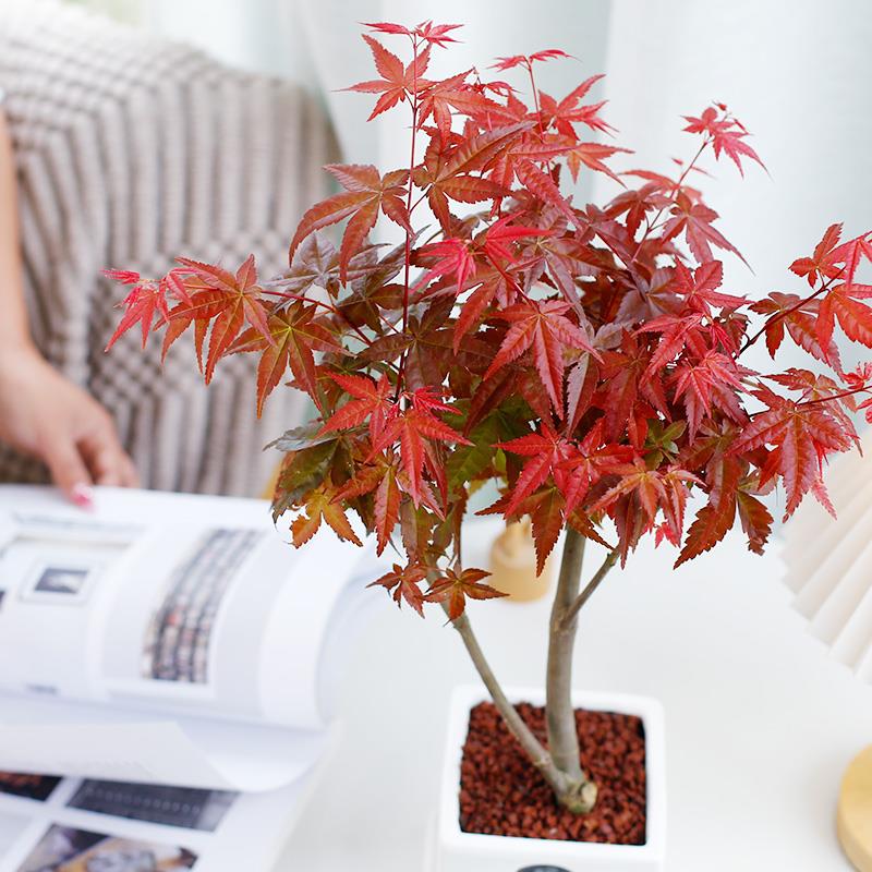 四季红枫树盆栽室内客厅绿植造型老桩小盆景办公桌面观叶植物易养