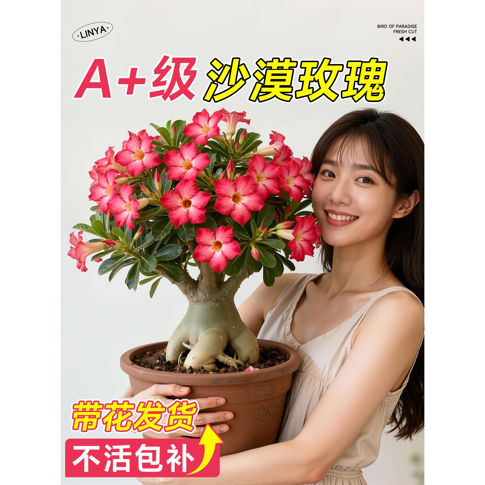 沙漠玫瑰花苗盆栽大花四季种植开花不断室内阳台庭院植物花卉盆景