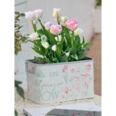 法式 铁皮桶花盆阳台大口径双耳郁金香朱顶红球根组盆杂货收纳桶