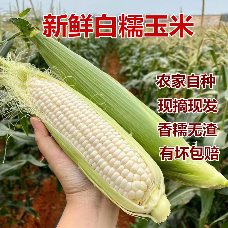 顺丰包邮新鲜现摘白糯玉米