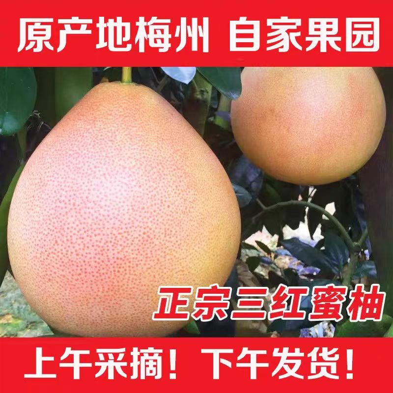 正宗梅州三红柚现摘现发包邮