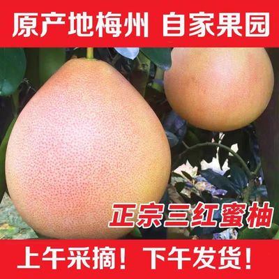 正宗梅州三红柚现摘现发包邮
