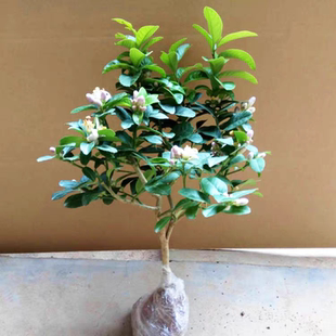 开花结果阳台客厅好养活开花香花不带盆土球发货 香水柠檬盆栽四季