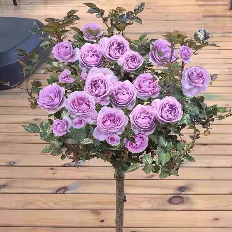 蓝色风暴棒棒糖月季