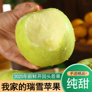 瑞雪苹果纯甜2025年开园新鲜苹果应季 水果苹果香甜青苹果酥脆多汁