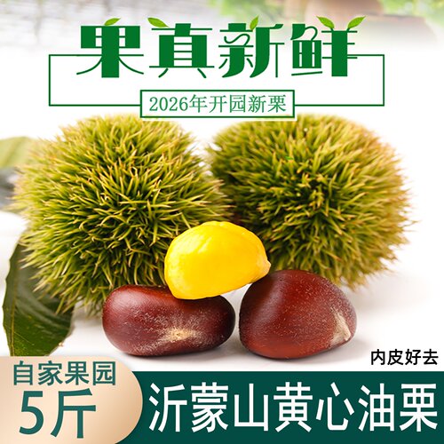 2026年新货黄心油栗开园现摘栗子
