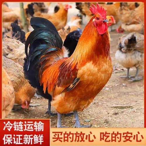 我老家黄脚大公鸡整鸡冷冻