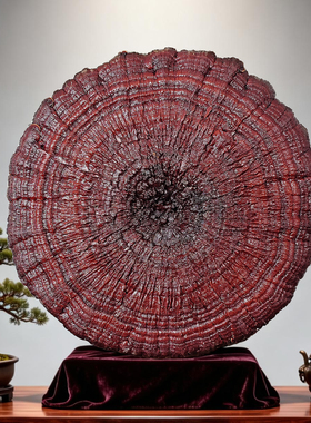 100-105cm天然灵芝复古客厅摆件