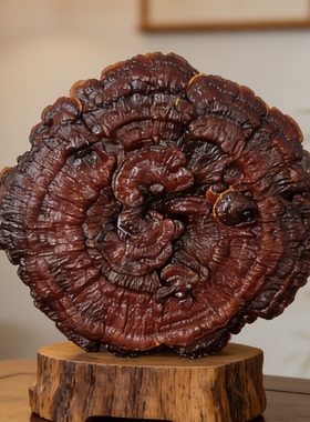 50厘米真灵芝摆件中式客厅风水佳