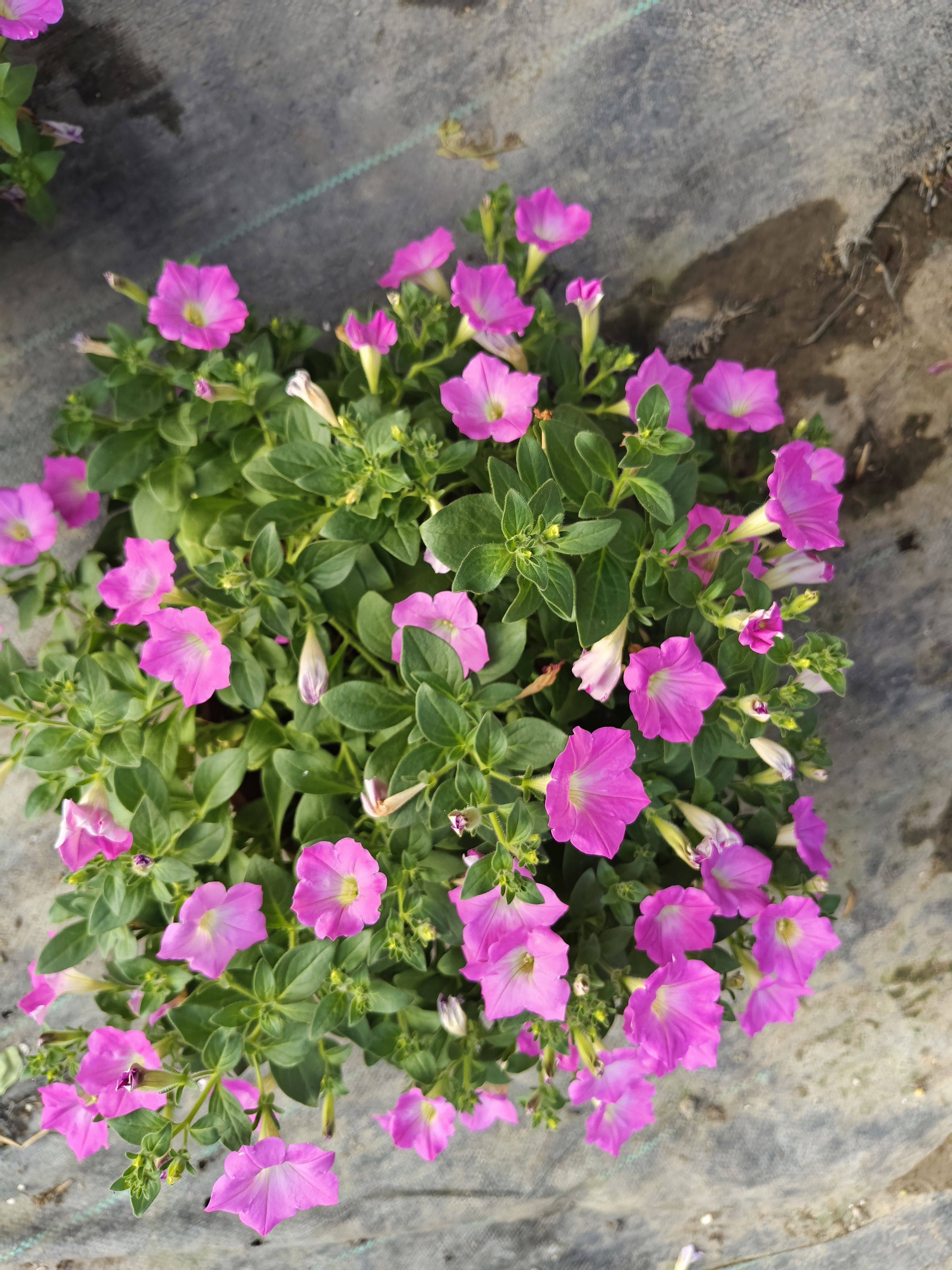 矮牵牛草花室外园艺阳台门口喜布置装饰绿植盆栽美观庭院