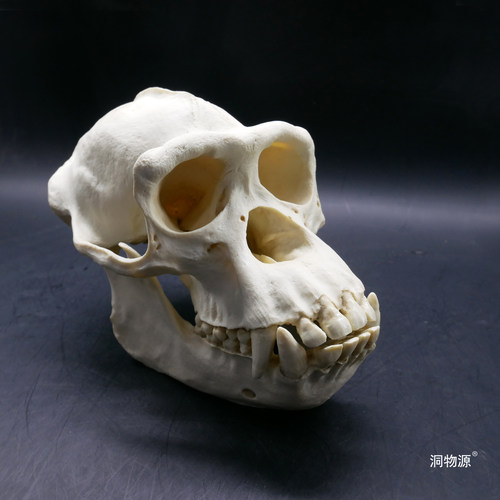 【洞物源】 黑猩猩头骨科教标本模型手办雕像素描 1:1