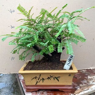 常青植. 优选红芽清香木i树桩盆景贵黄檀盆栽净化空气提神驱蚊四季