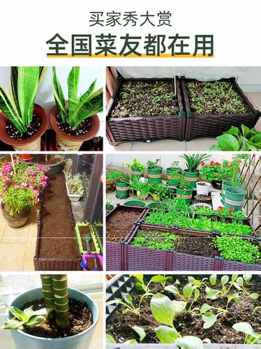 有机白菜花价格 有机白菜花图片 星期三