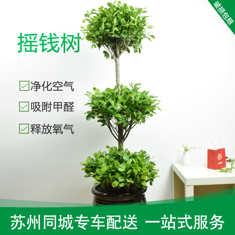 摇钱树盆栽榕树盆景大型室内家居净化空气绿植除甲醛苏州同城配送