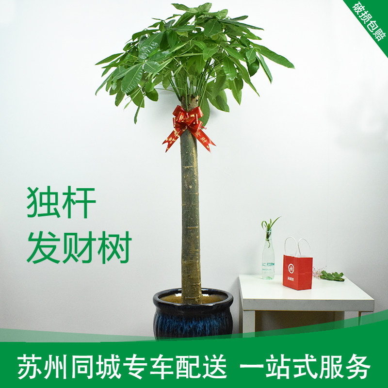 独杆发财树苏州同城免费配送