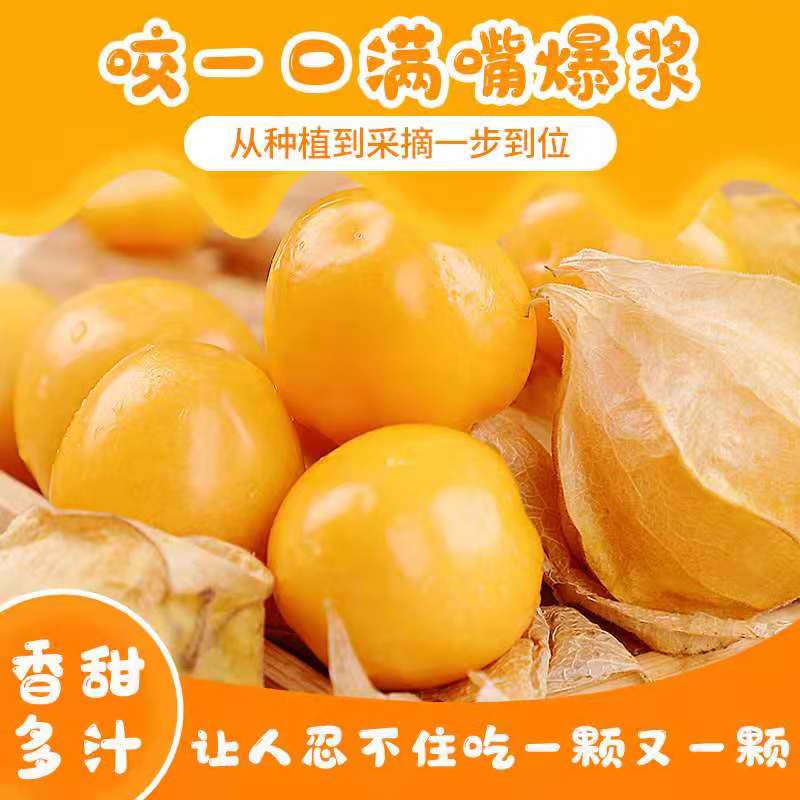 灯笼果内蒙古大草原黑土地特产洋鲜果篮(预定与速递)
