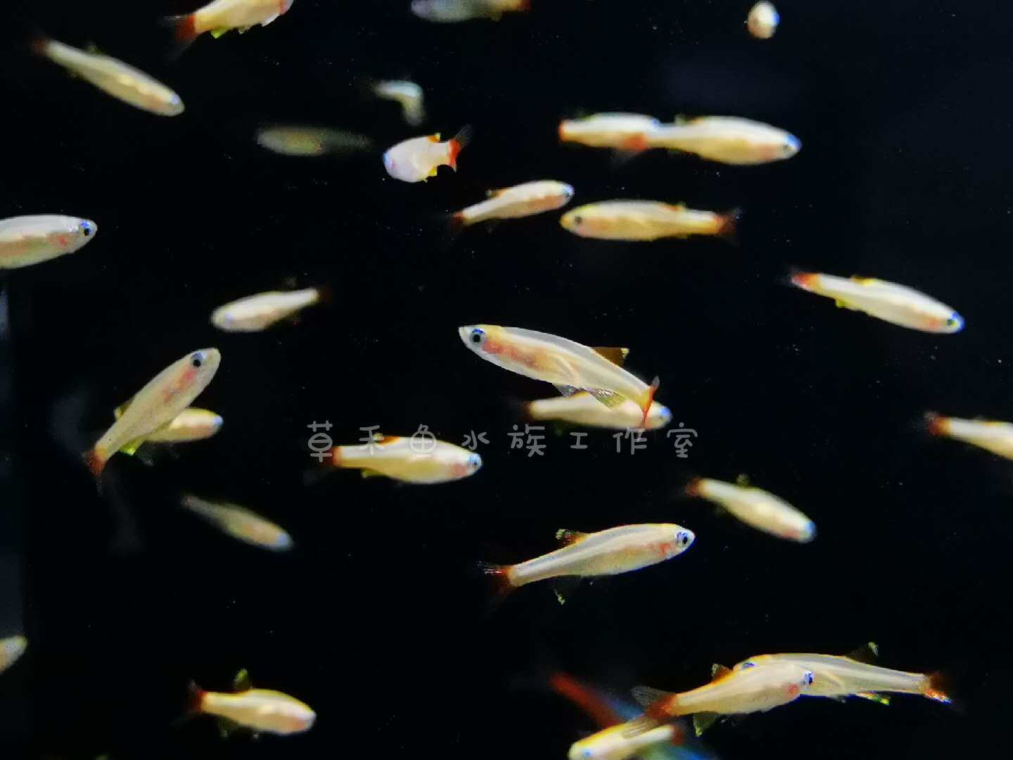 白云金丝荷兰金丝原生鱼群游灯鱼不加温小型鱼