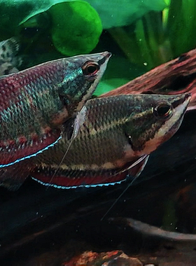 草禾鱼水族 韦兰提飞船 梅花飞船 东南亚热带鱼 攀鲈鱼 迷鳃鱼