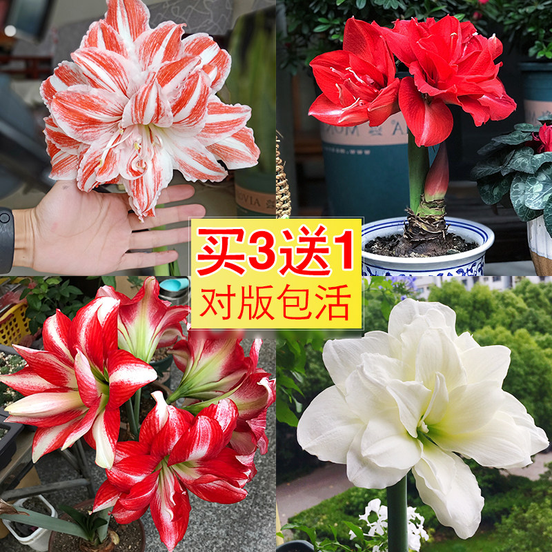 买3送1荷兰进口重瓣朱顶红种球超大球室内盆栽四季多年开