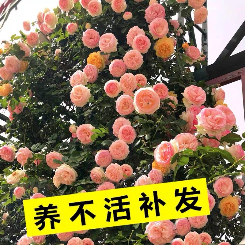 粉色龙沙宝石蔷薇花苗藤本月季庭院爬藤植物爬墙盆栽玫瑰四季开花,鲜花速递/花卉仿真/绿植园艺,月季/蔷薇/玫瑰,淘宝优惠券,粉丝福利购,淘宝优惠卷