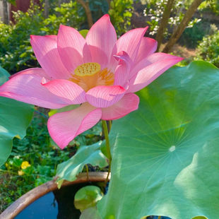 观赏荷花种藕苗莲藕种苗碗莲盆栽荷花水培四季开花室内外带芽