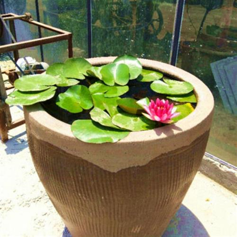 池塘水池大睡莲花水培植物缸养水养池塘荷花盆栽睡莲根块苗碗莲藕