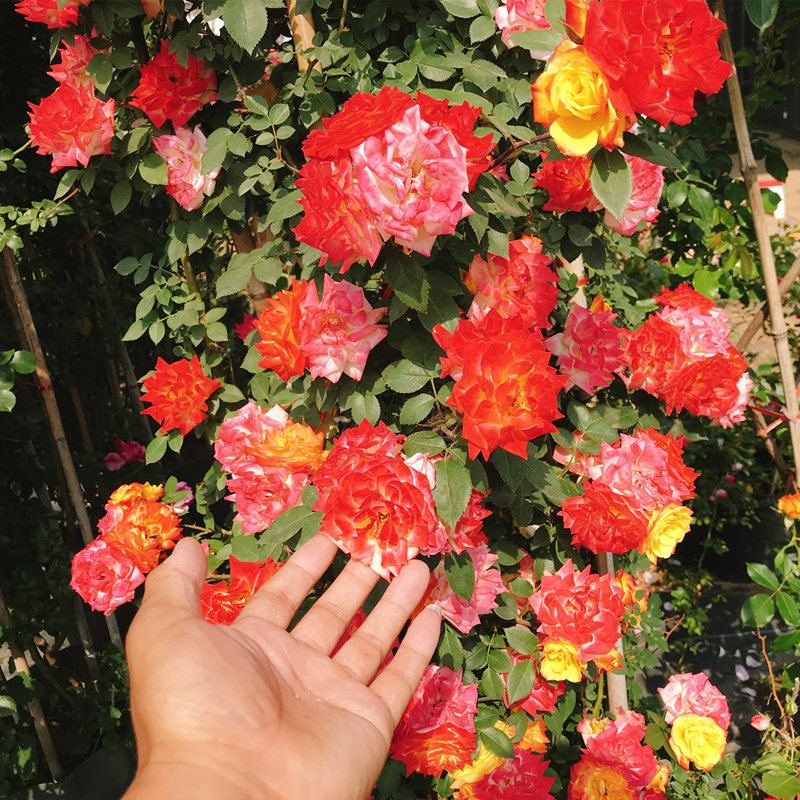 藤彩虹月季花苗盆栽藤本蔷薇花苗爬藤植物四季开花特大花庭院植物,鲜花速递/花卉仿真/绿植园艺,月季/蔷薇/玫瑰,淘宝优惠券,粉丝福利购,淘宝优惠卷