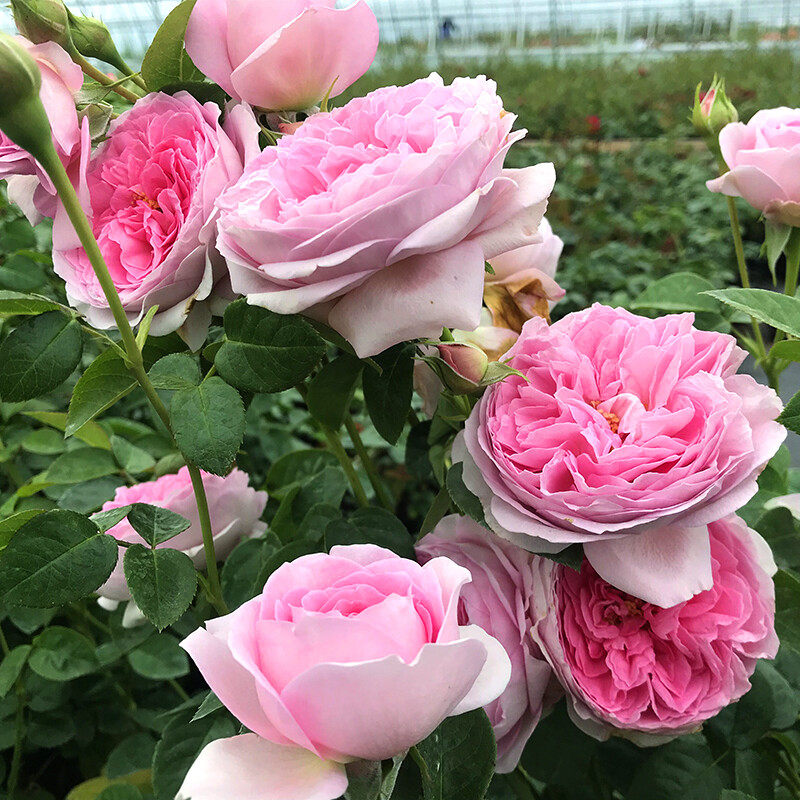 我的心藤本月季花苗蔷薇庭院爬藤植物花卉玫瑰花苗四季开花盆栽花,鲜花速递/花卉仿真/绿植园艺,月季/蔷薇/玫瑰,淘宝优惠券,粉丝福利购,淘宝优惠卷