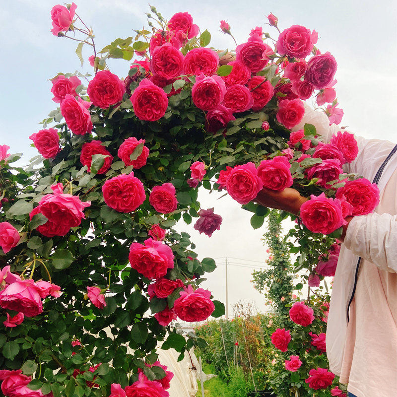 大游行藤本月季花苗爬藤月季蔷薇花苗四季爬墙花卉植物阳台庭院,鲜花速递/花卉仿真/绿植园艺,月季/蔷薇/玫瑰,淘宝优惠券,粉丝福利购,淘宝优惠卷
