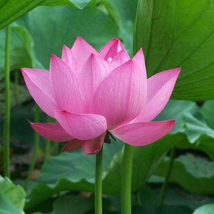 莲藕种根苗荷花苗盆栽水养莲花大型花苗池塘观赏睡莲水培四季藕苗