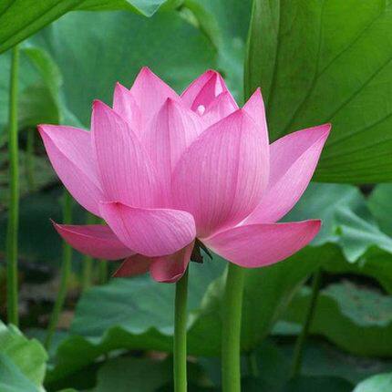 莲藕种根苗荷花苗盆栽水养莲花大型花苗池塘观赏睡莲水培四季藕苗