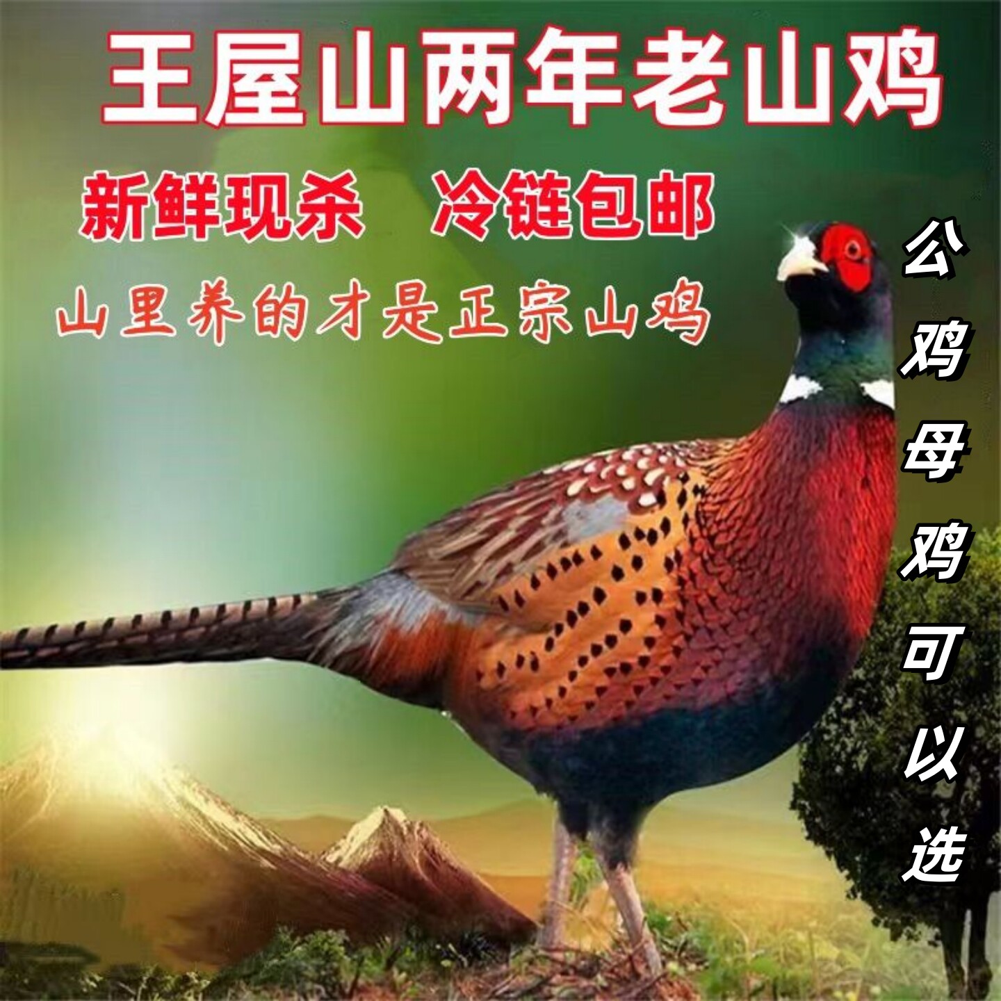 【顺丰包邮】王屋山正宗散养七彩母山鸡新鲜现杀公山鸡肉成年山鸡