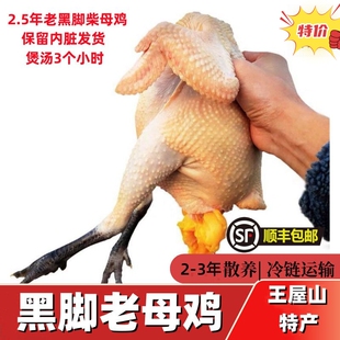 【顺丰包邮】王屋山黑脚黄油老母鸡老土鸡农家青爪青脚草鸡老母鸡