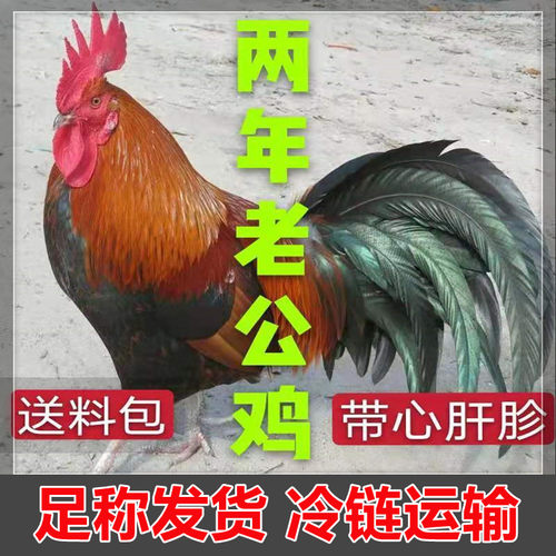 正宗农家散养大公鸡整只现杀柴鸡