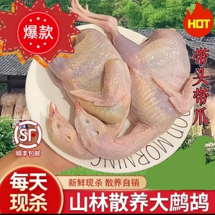 顺丰高山大鹧鸪鸟新鲜活现杀飞龙肉 农家散养大鹧鸪肉生鲜鸟肉