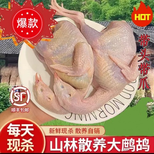 鹧鹄鸟农家散养飞龙肉鸽子