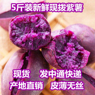 新鲜紫薯紫番薯沙地番薯地瓜农家自种蔬菜紫山芋5斤装下单现挖