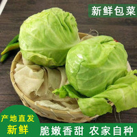 新鲜包菜农家自种包心菜现摘卷心菜蔬菜沙拉包菜孢子甘蓝当季现发