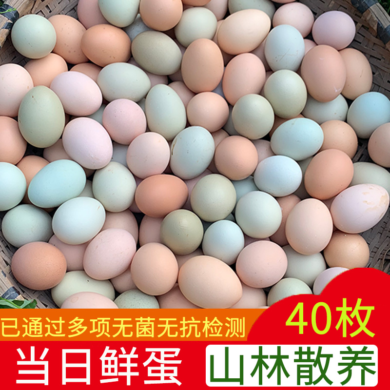 散养土鸡蛋当日鲜蛋破损包赔