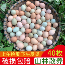 正宗土鸡蛋农家散养新鲜纯农村自养天然40枚草鸡蛋笨鸡蛋乌绿壳蛋